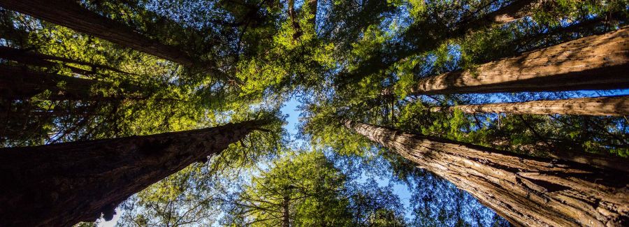 Forest Conservation Endowment